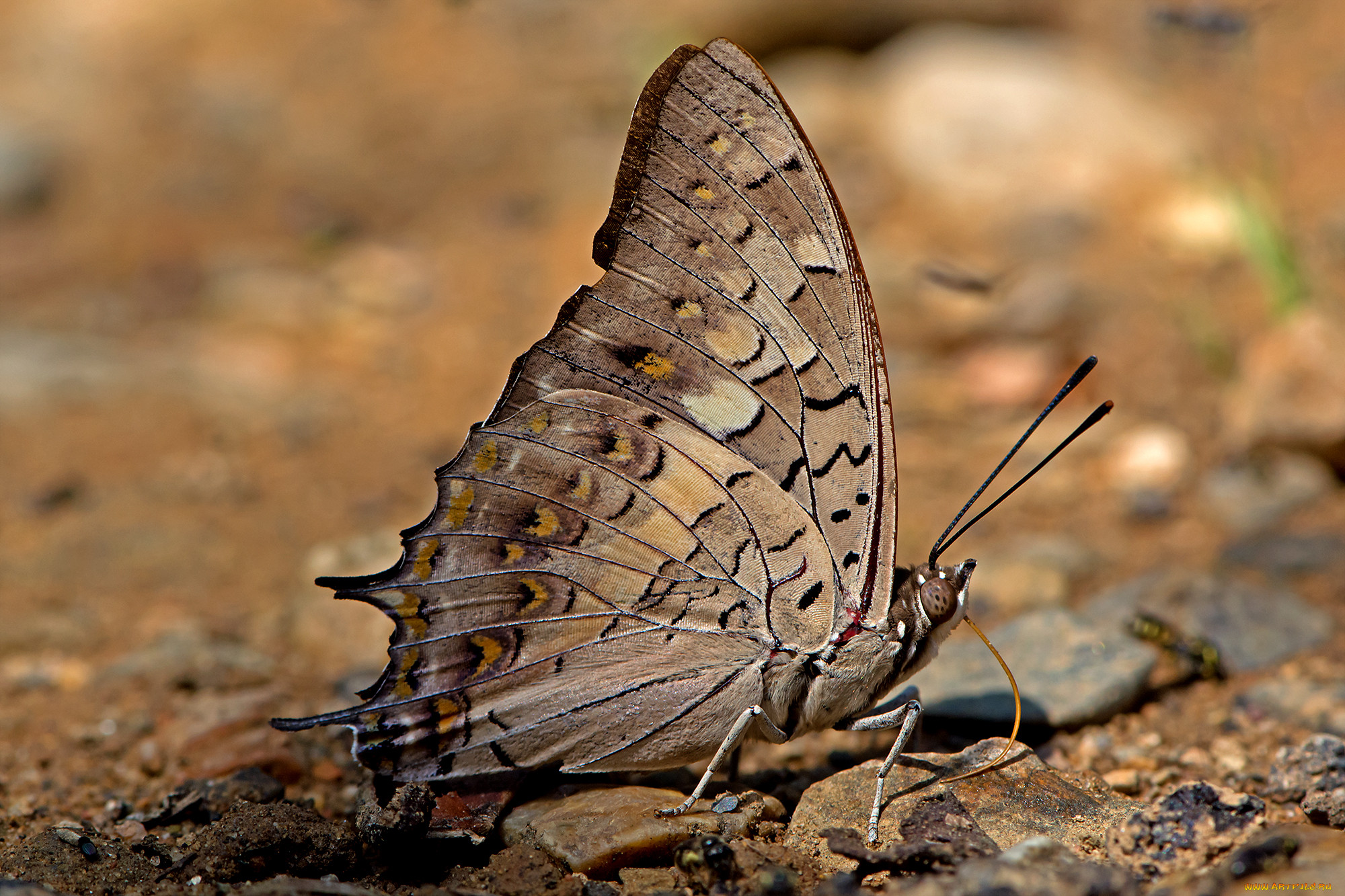 charaxes solon - black rajah, , ,  ,  , 